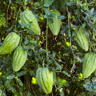 Jonathan Barran Weeds Photography, Weeds Photographer in Rotorua NZ