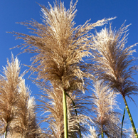 Jonathan Barran Weeds Photography, Weeds Photographer in Rotorua NZ