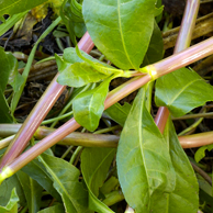 Jonathan Barran Weeds Photography, Weeds Photographer in Rotorua NZ