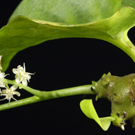 Jonathan Barran Weeds Photography, Weeds Photographer in Rotorua NZ