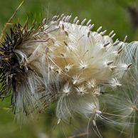 Jonathan Barran Weeds Photography, Weeds Photographer in Rotorua NZ